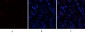 CD63 Polyclonal Antibody